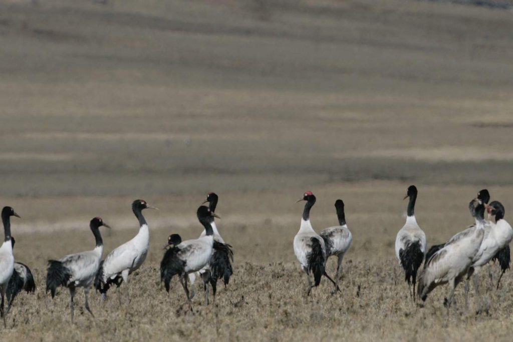 Black necked crane gangtey trek
